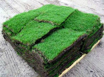 St augustine grass plugs and pallets